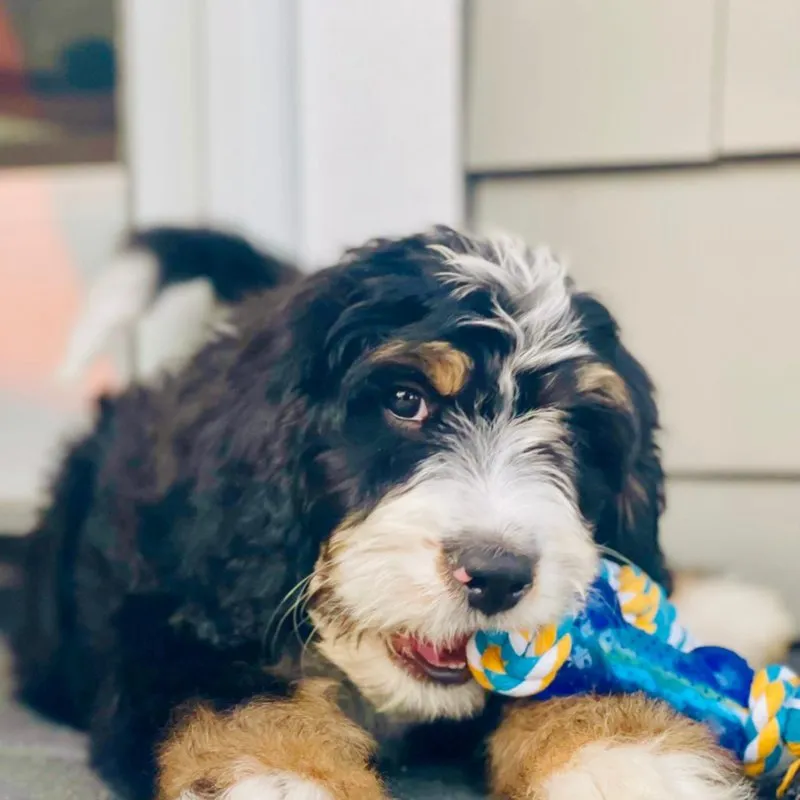 Rio, a puppy, looking at the camera